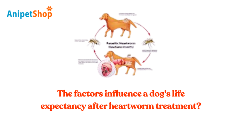 What factors influence a dog's life expectancy after heartworm treatment?