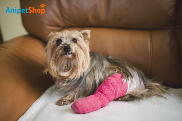 Trauma or Injury in Dogs