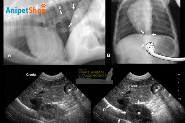 Ultrasound (heart or abdomen)