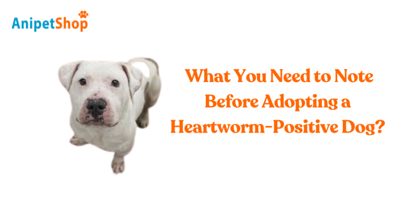 What You Need to Note Before Adopting a Heartworm-Positive Dog?