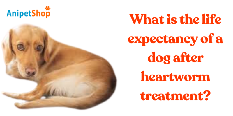 What is the life expectancy of a dog after heartworm treatment?