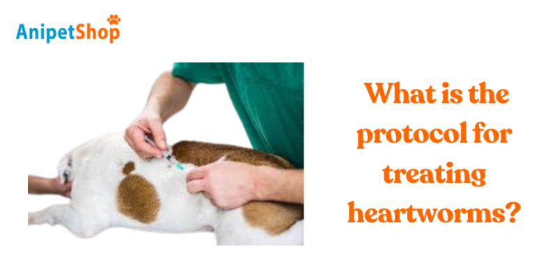 What is the protocol for treating heartworms?