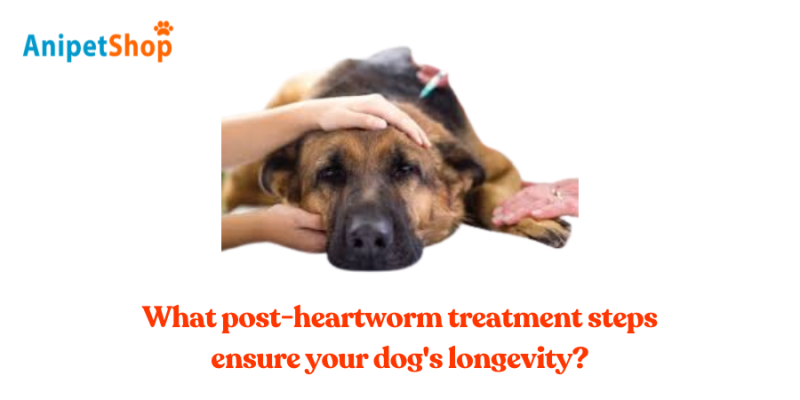 What post-heartworm treatment steps ensure your dog's longevity?