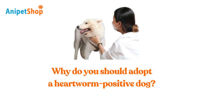 Why should you adopt a heartworm-positive dog