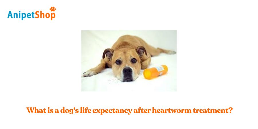 What is a dog's life expectancy after heartworm treatment?