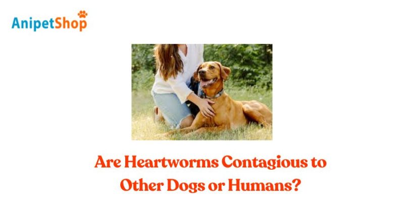 Are heartworms contagious to other dogs or humans?