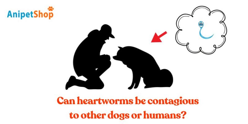 Can heartworms be contagious to other dogs or humans?