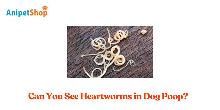 Can You See Heartworms in Dog Poop?