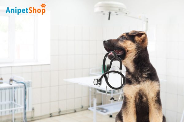 Choosing the Right Preventive Medication for Your Pup