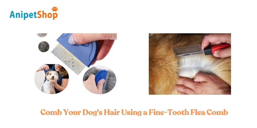 Comb Your Dog's Hair 