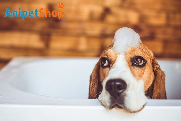 Create a calm environment and use lukewarm water to make your dog comfortable