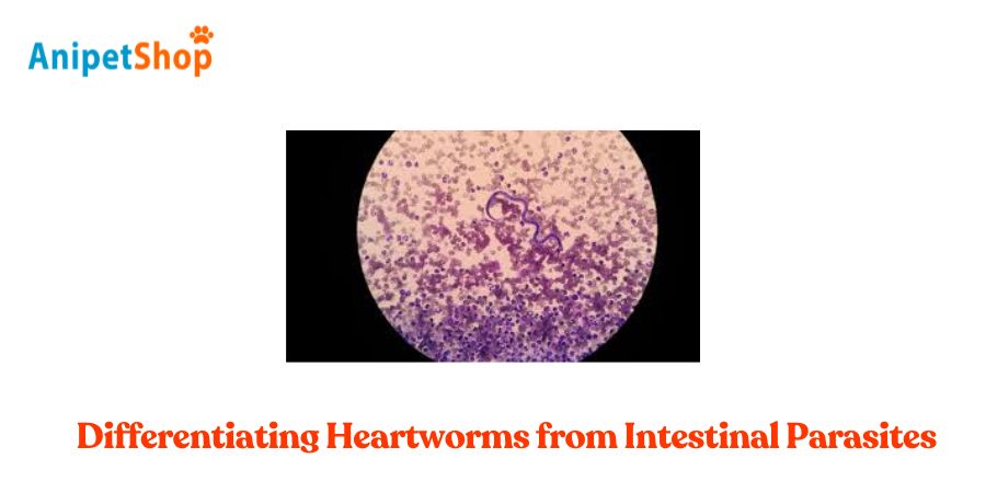 Differentiating Heartworms from Intestinal Parasites