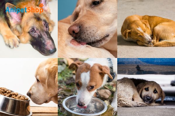 Dogs Change in Behavior, Eating, Drinking, Elimination Habits, Energy Levels