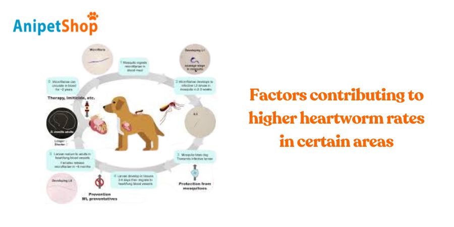 Factors contributing to higher heartworm rates in certain areas