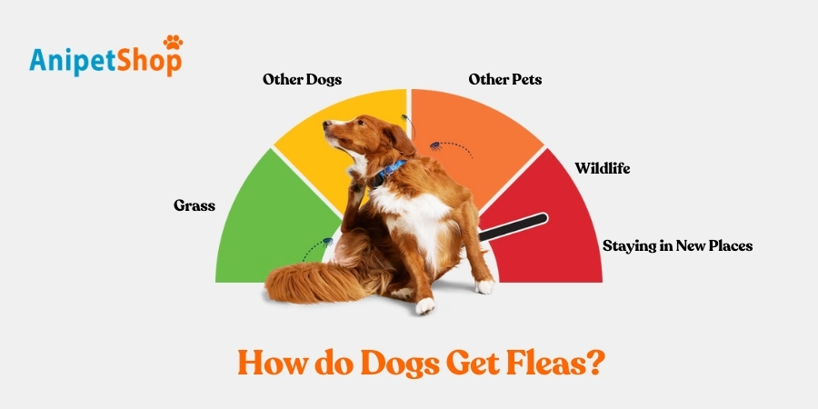 Dogs get fleas from other animals or infested areas