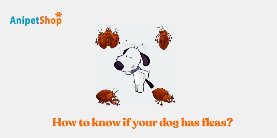 How Do I Know If My Dog Has Fleas?