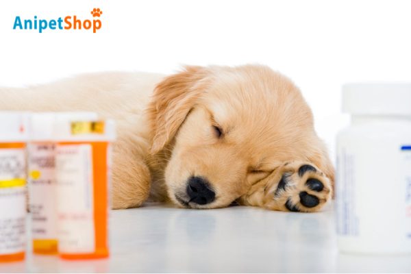 Medication Dosage Affects Side Effects of Pet Medications