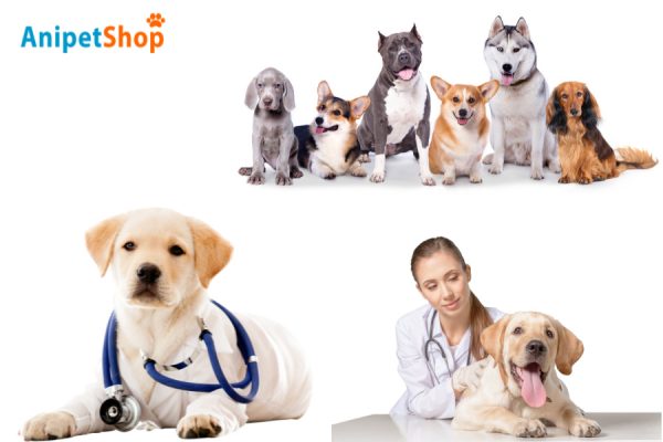 Pet's Age, Breed, and Health Status are Factors Influencing Pet Medication Side Effects