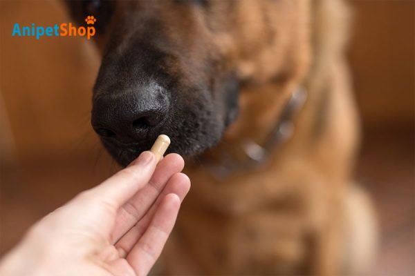 Placing the pill directly into your pet's mouth