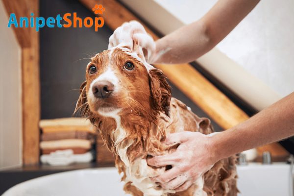 Signs of Your Dog Over-Bathing