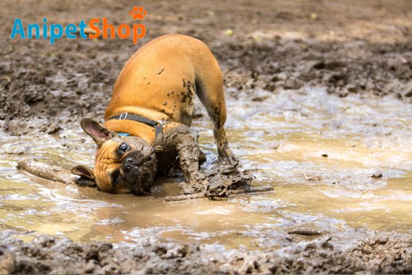 Signs Your Dog Needs a Bath