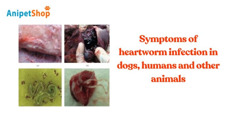 Symptoms of heartworm infection in dogs, humans and animals