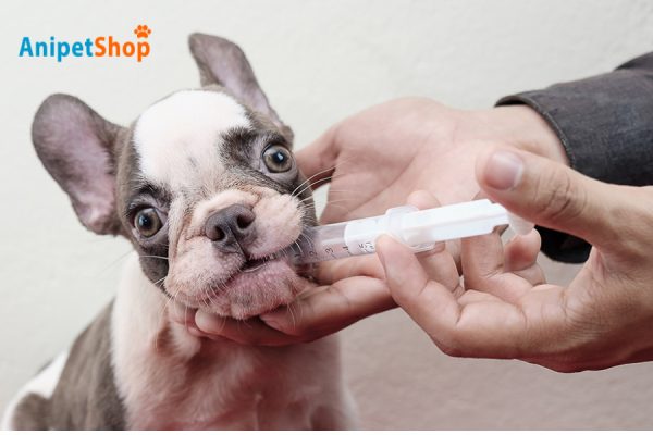 Tips for giving liquid medication to pets