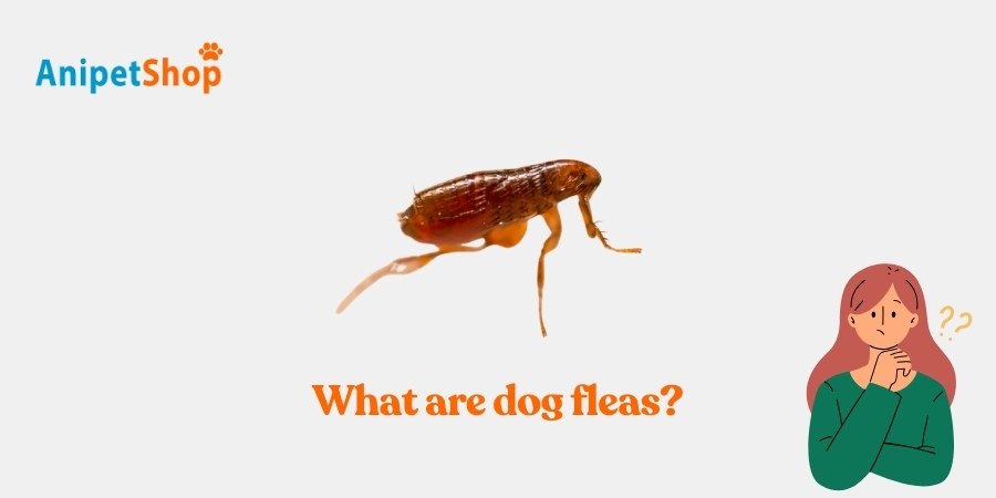 what are dog fleas