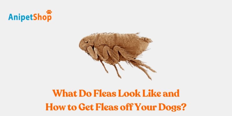 Get Fleas off Your Dogs