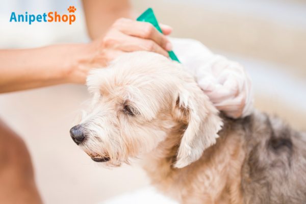 Why Flea and Tick Prevention Matters for Puppies