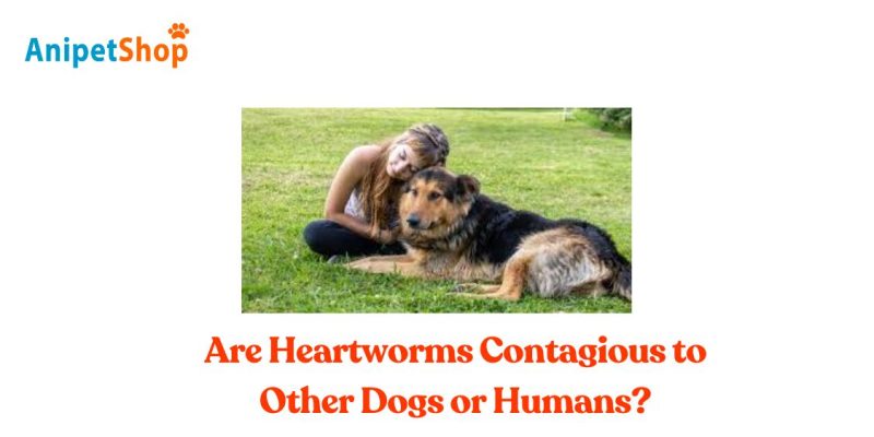 Are Heartworms Contagious to Other Dogs or Humans