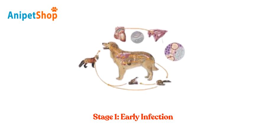 Stage 1: Early Infection