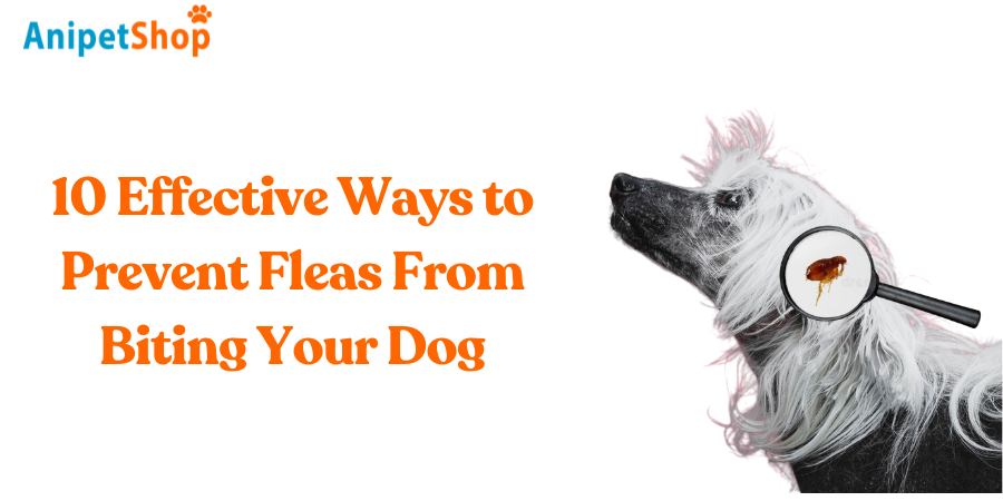 10 Effective Ways to Prevent Fleas From Biting Your Dog