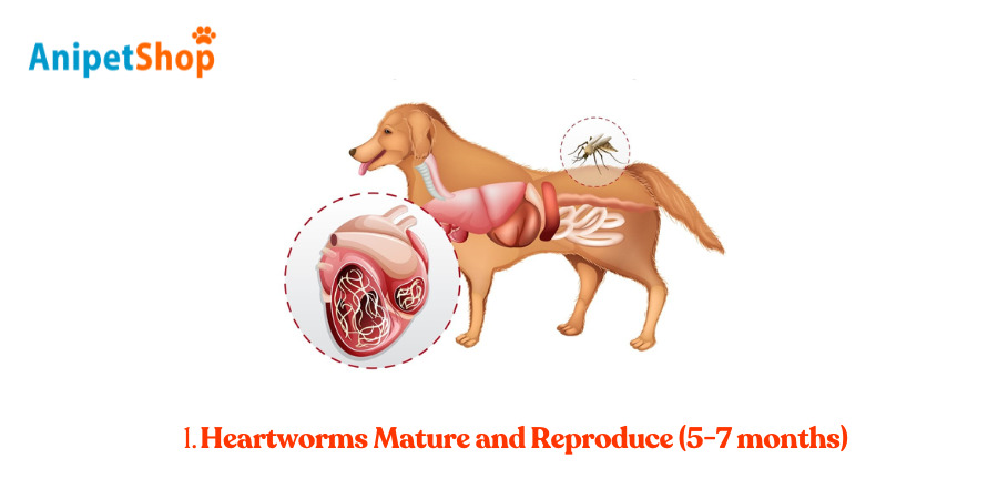 Heartworms Mature and Reproduce (5-7 months)