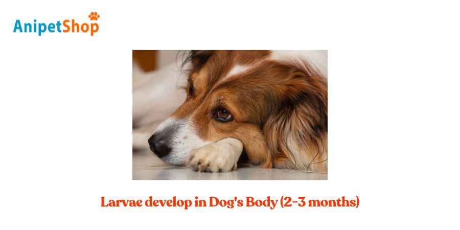 Larvae develop in Dog's Body (2-3 months)