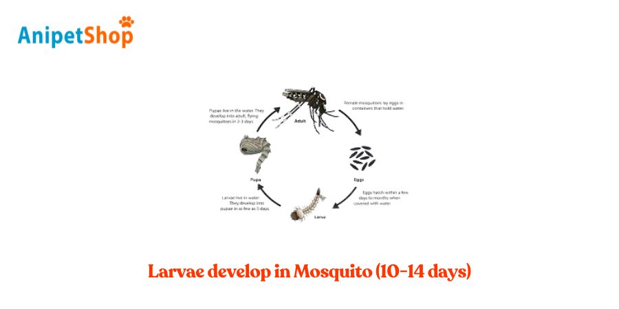 Larvae develop in Mosquito (10-14 days)