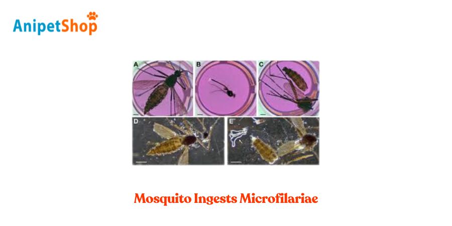 Mosquito Ingests Microfilariae