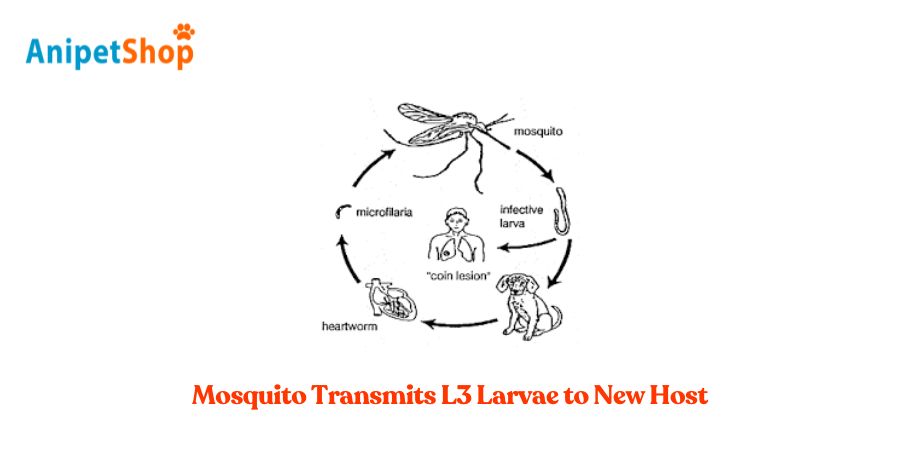 Mosquito Transmits L3 Larvae to New Host