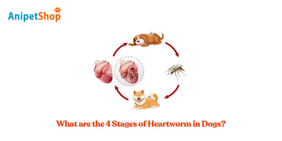 What are the 4 Stages of Heartworm in Dogs?