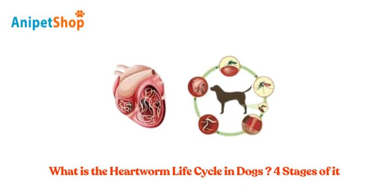 What is the Heartworm Life Cycle in Dogs? 4 Stages of it