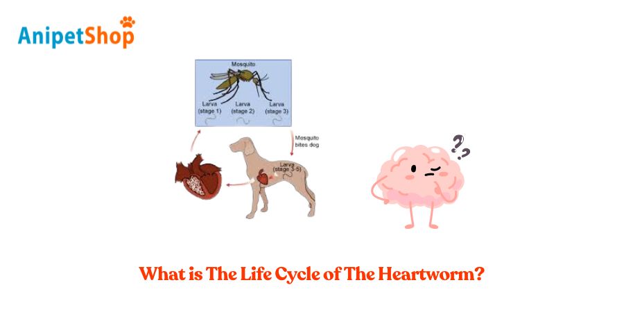 What is The Life Cycle of The Heartworm?