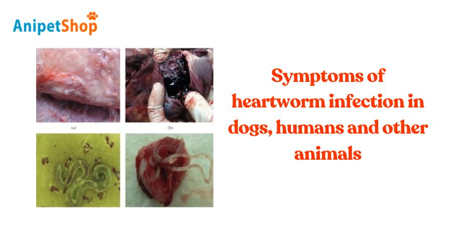 In what ways is heartworm infection similar in dogs, humans, and other pets?