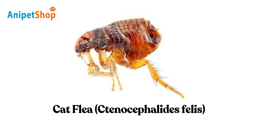 Cat Flea -Ctenocephalides felis