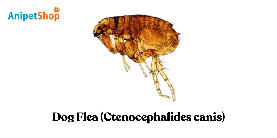 Dog Flea - Ctenocephalides canis