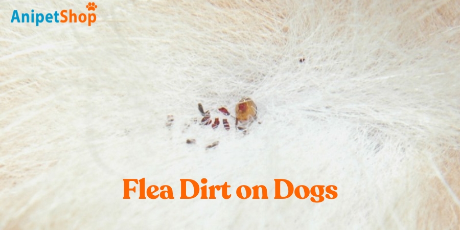 Flea Dirt on Dogs: What It Is and How to Get Rid of It