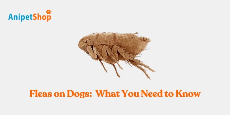 Fleas on Dogs - What You Need to Know