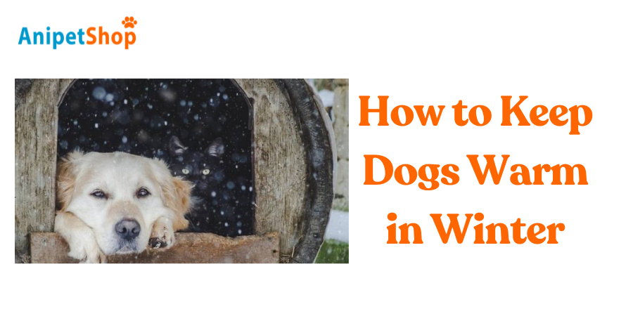 How to Keep Dogs Warm in Winter