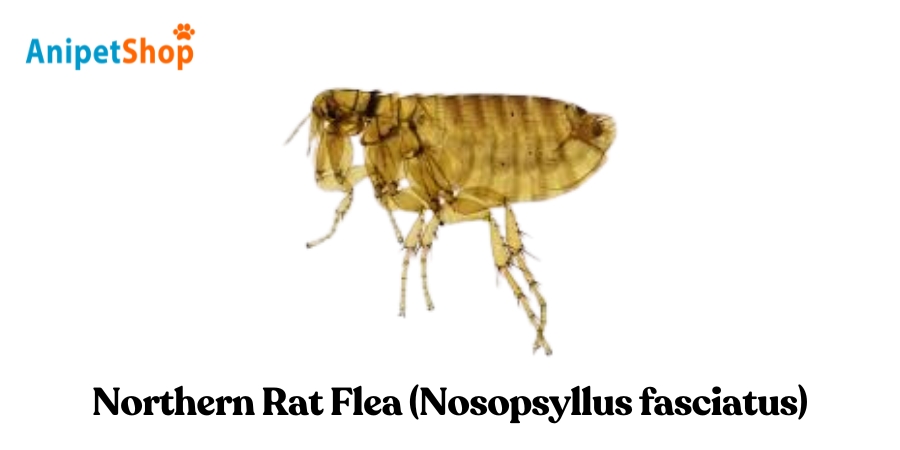 Northern Rat Flea - Nosopsyllus fasciatus