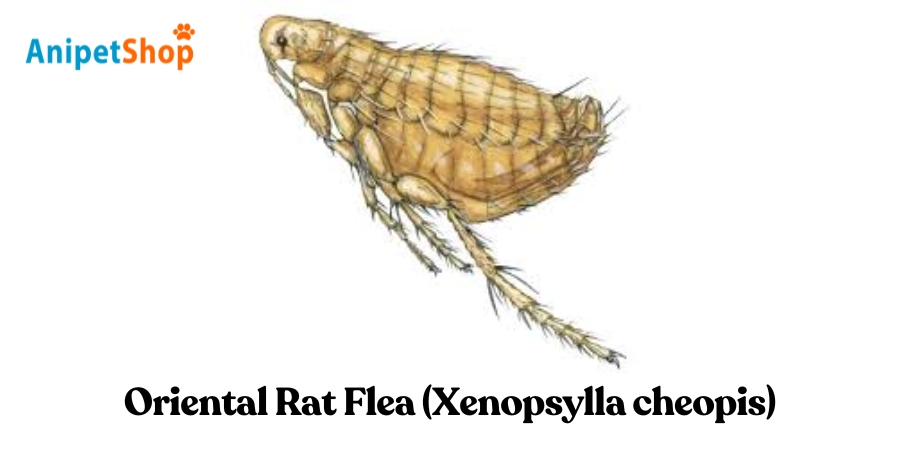 Oriental Rat Flea - Xenopsylla cheopis