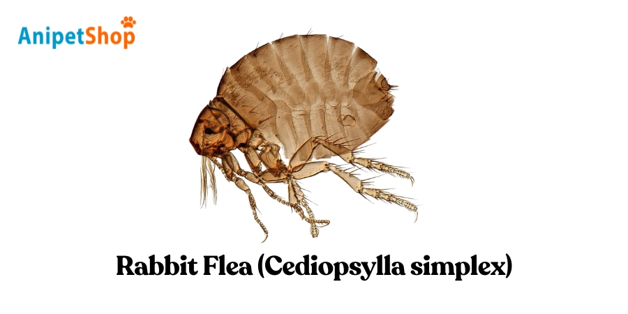 Rabbit Flea - Cediopsylla simplex